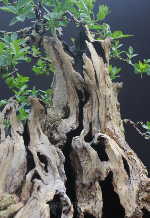 privet bonsai